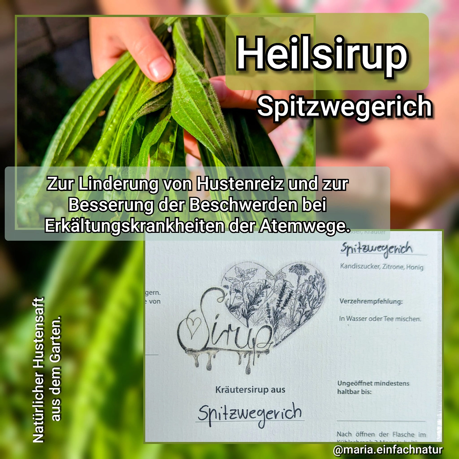 Spitzwegerich-Tinktur