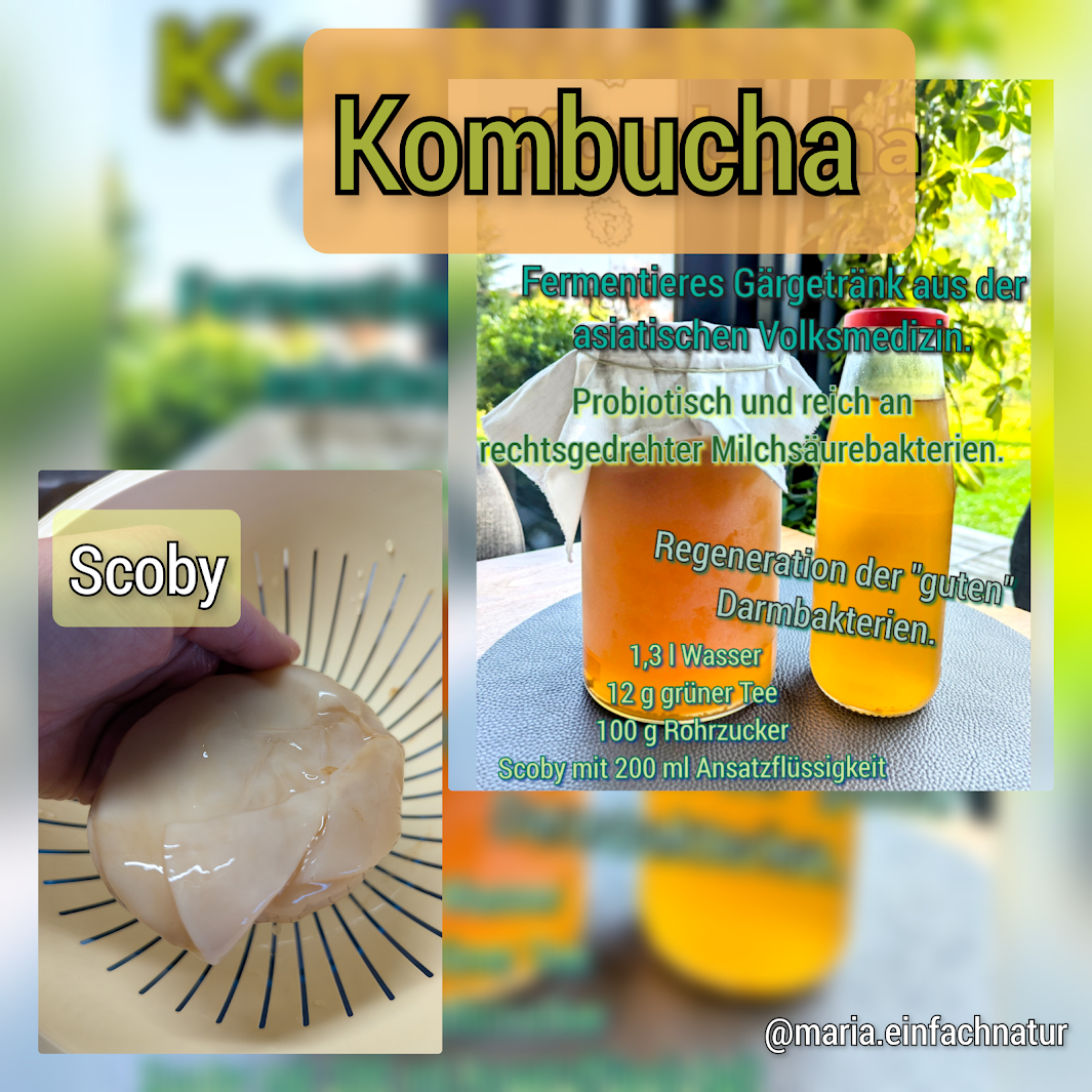 Kombucha selbst gemacht